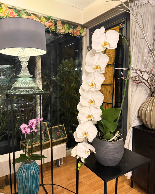 White Phalaenopsis – Silent Grace